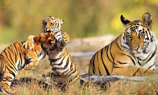Kaziranga Tigers