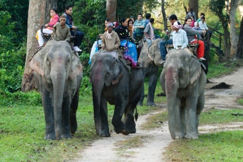 Kaziranga-Tour-Packages